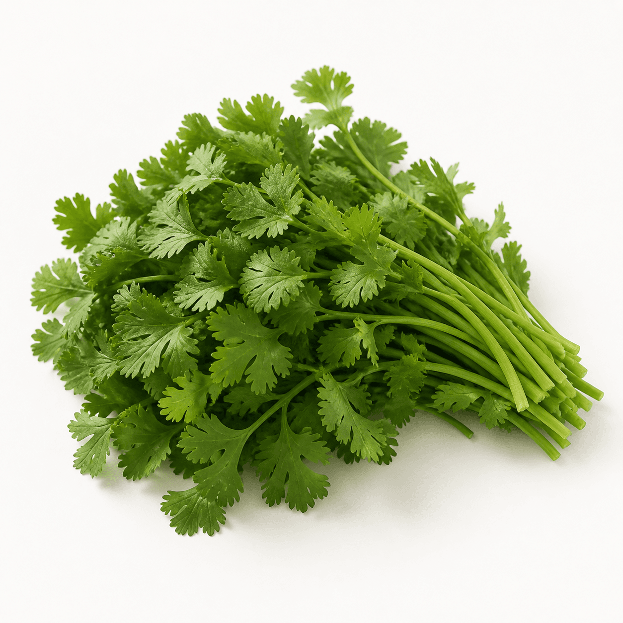 Cilantro ingredient identification photo