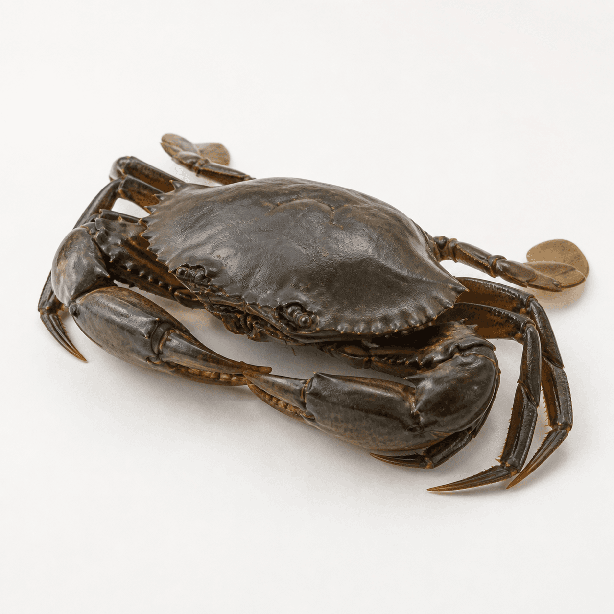 Mud crab ingredient identification photo