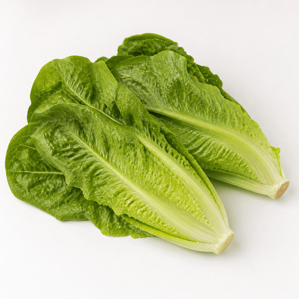 Romaine lettuce ingredient identification photo