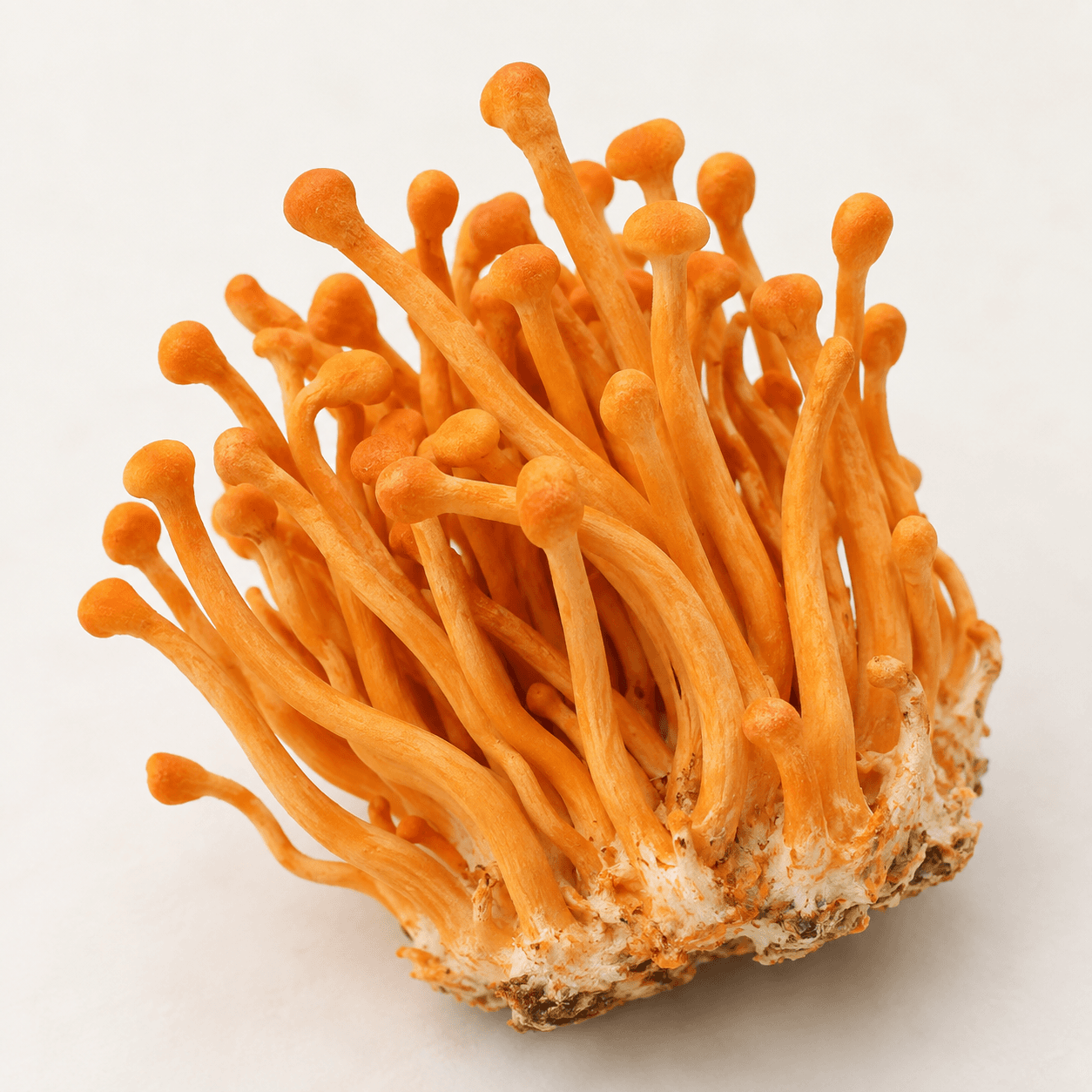 fresh cordyceps flower ingredient