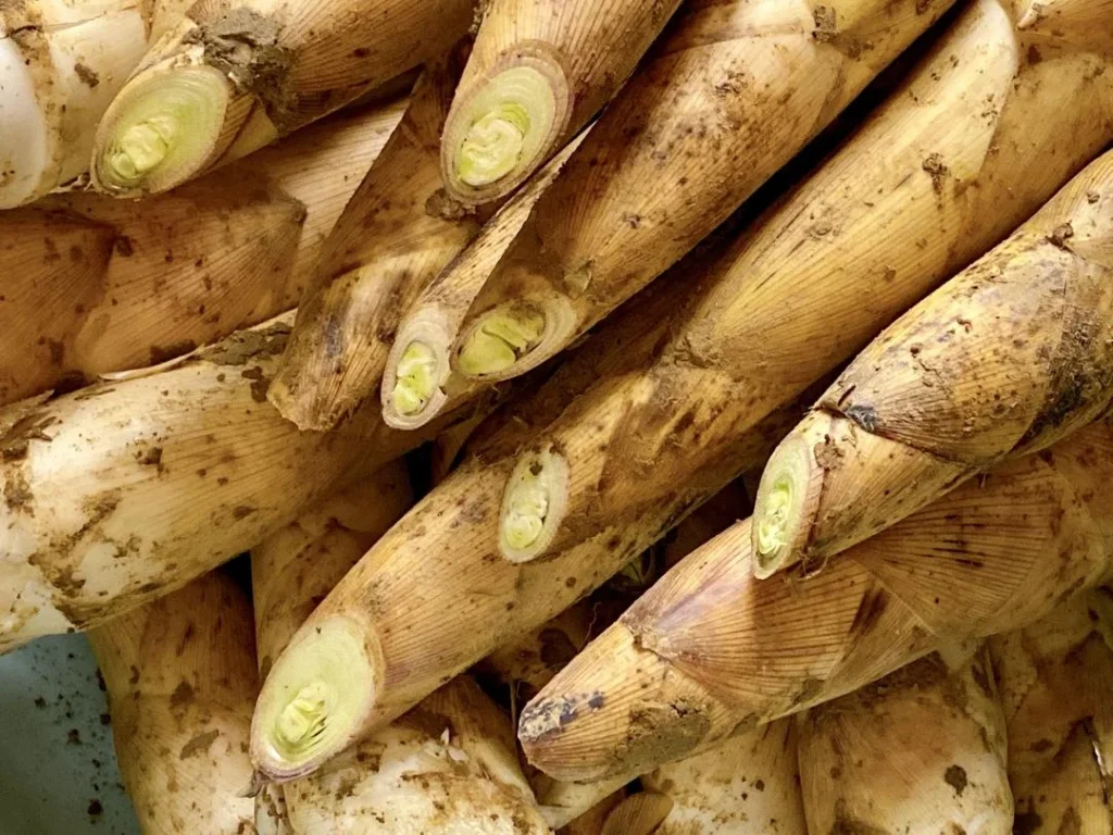 Spring Bamboo Shoots: Storage and Cooking Guide