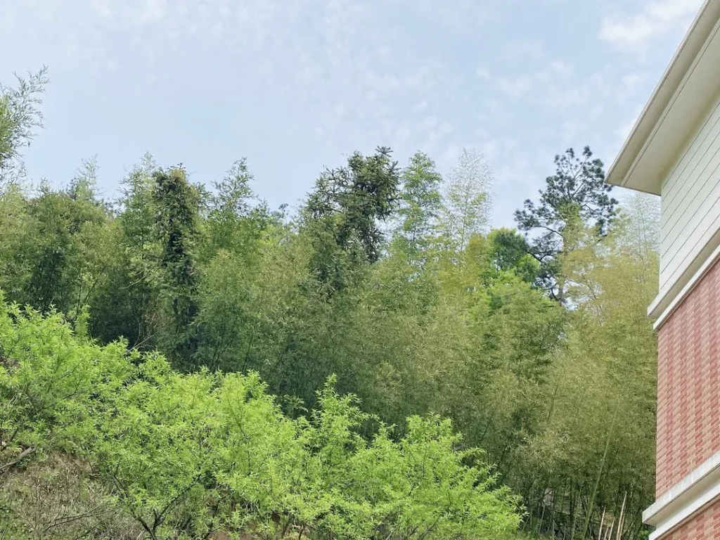 Spring Bamboo Shoots: Storage and Cooking Guide