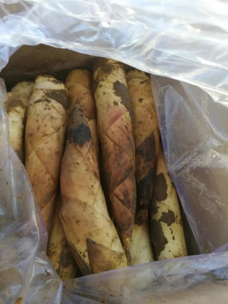 Spring Bamboo Shoots Preparation and Cooking