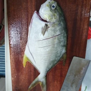 Braised Golden Pomfret