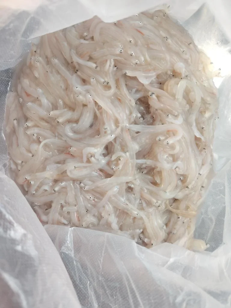 Pan-Fried Noodlefish Fritters