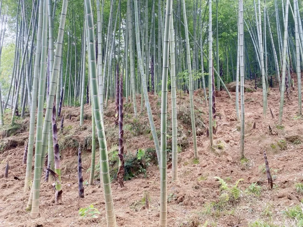 Spring Bamboo Shoots: Storage and Cooking Guide