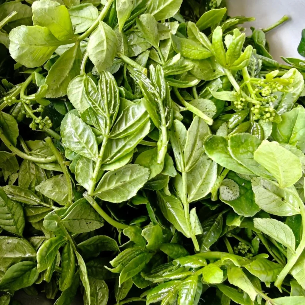 Stir-fried Beef with Sichuan Peppercorn Shoots
