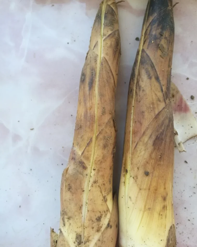 Spring Bamboo Shoots Preparation and Cooking