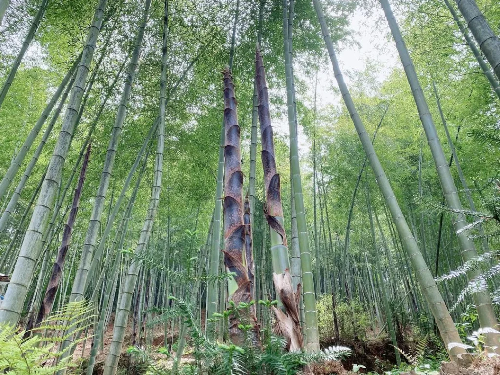 Spring Bamboo Shoots: Storage and Cooking Guide