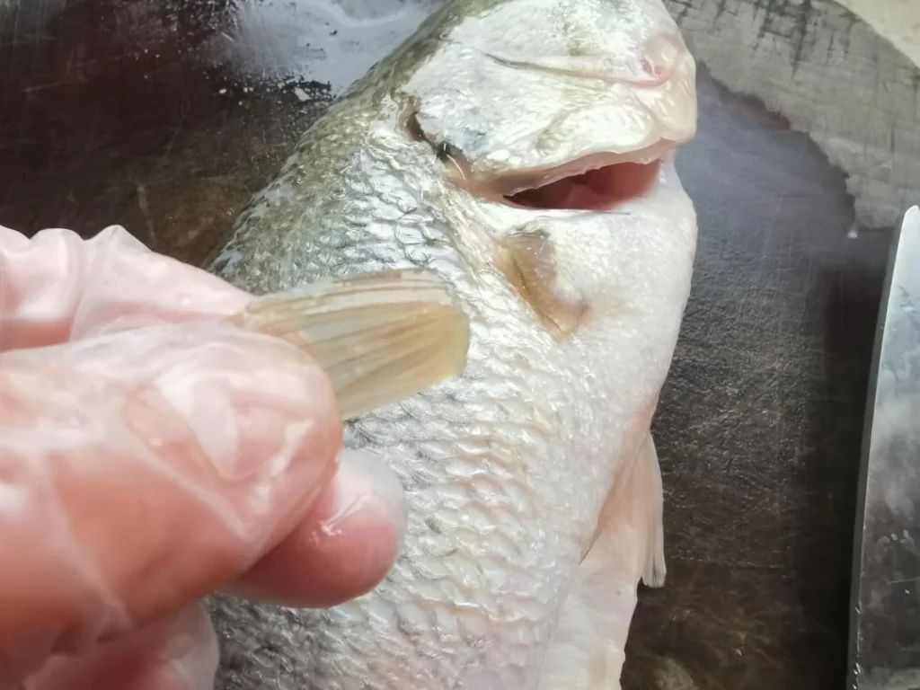 Pan-Fried Sea Bass Chunks