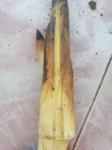 Spring Bamboo Shoots Preparation and Cooking