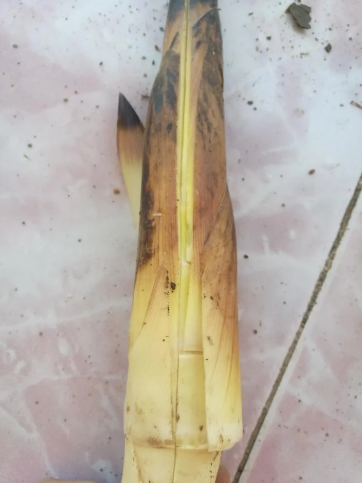 Spring Bamboo Shoots Preparation and Cooking