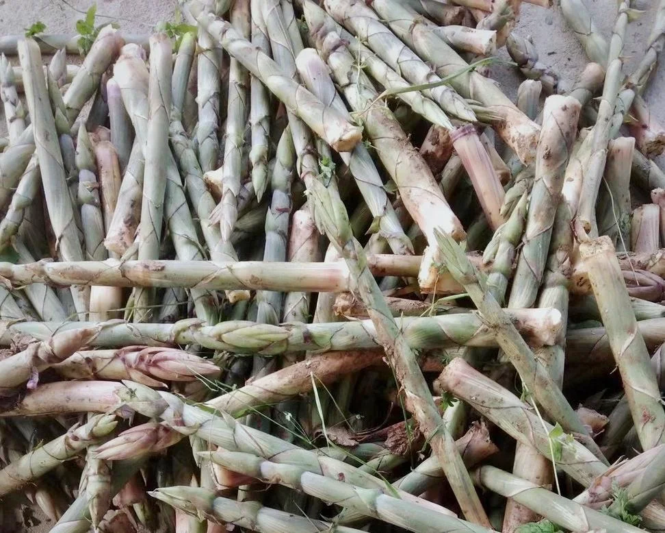 Spring Bamboo Shoots: Storage and Cooking Guide