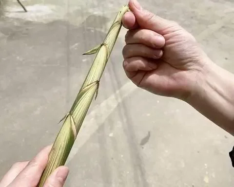 Spring Bamboo Shoots: Storage and Cooking Guide