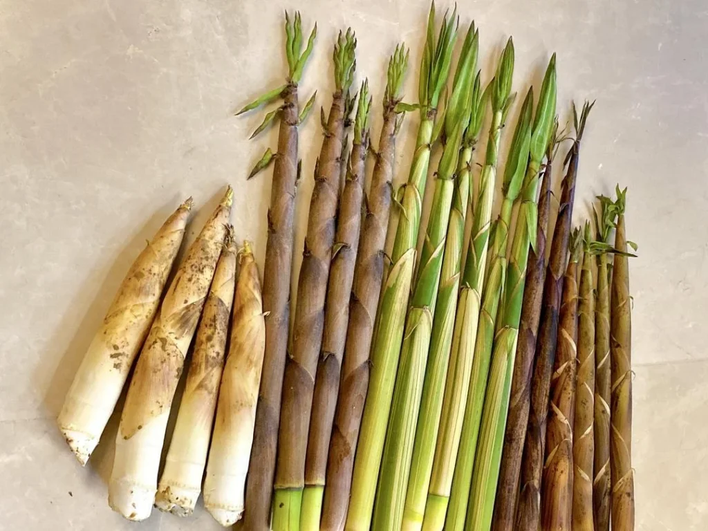 Spring Bamboo Shoots: Storage and Cooking Guide