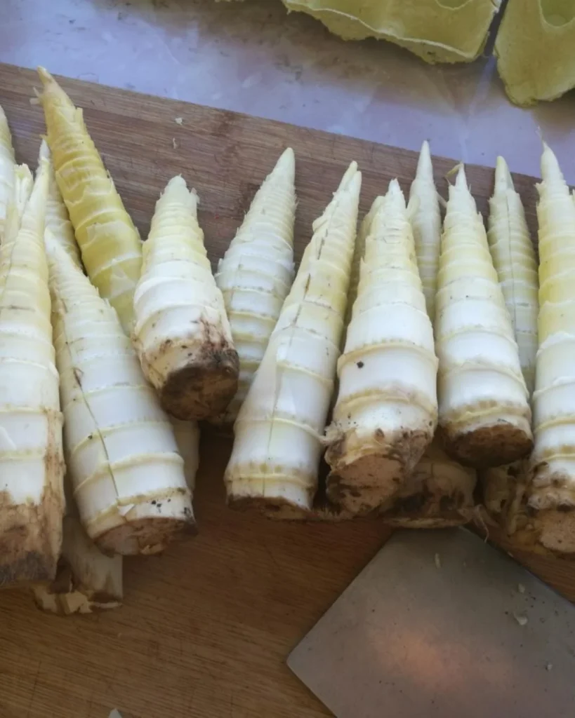 Spring Bamboo Shoots Preparation and Cooking
