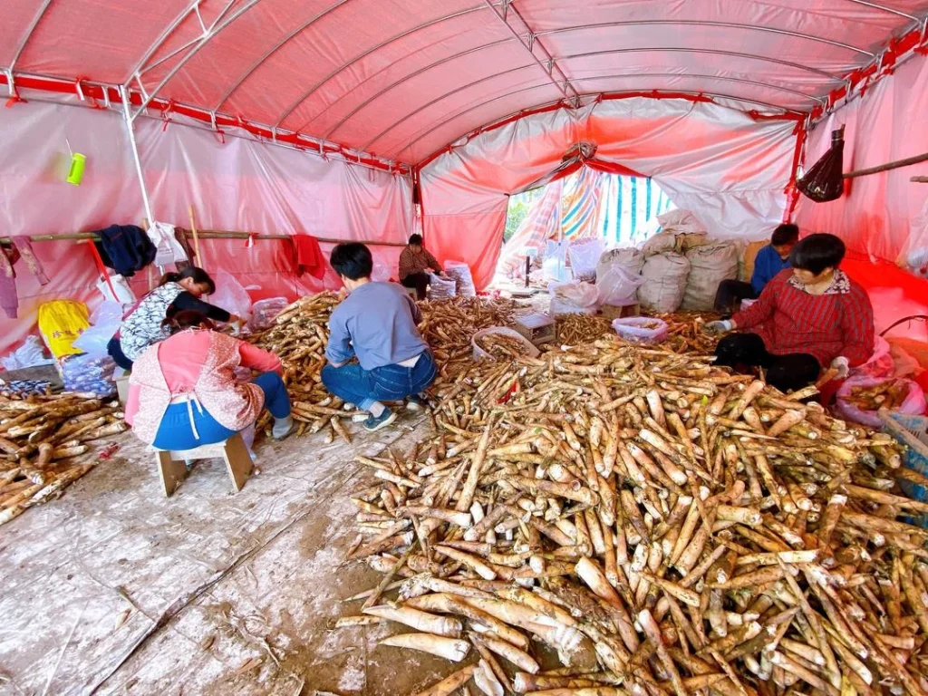 Spring Bamboo Shoots: Storage and Cooking Guide