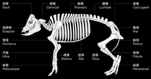 Pork Cuts Guide: Understanding Different Cuts and Best Cooking Methods