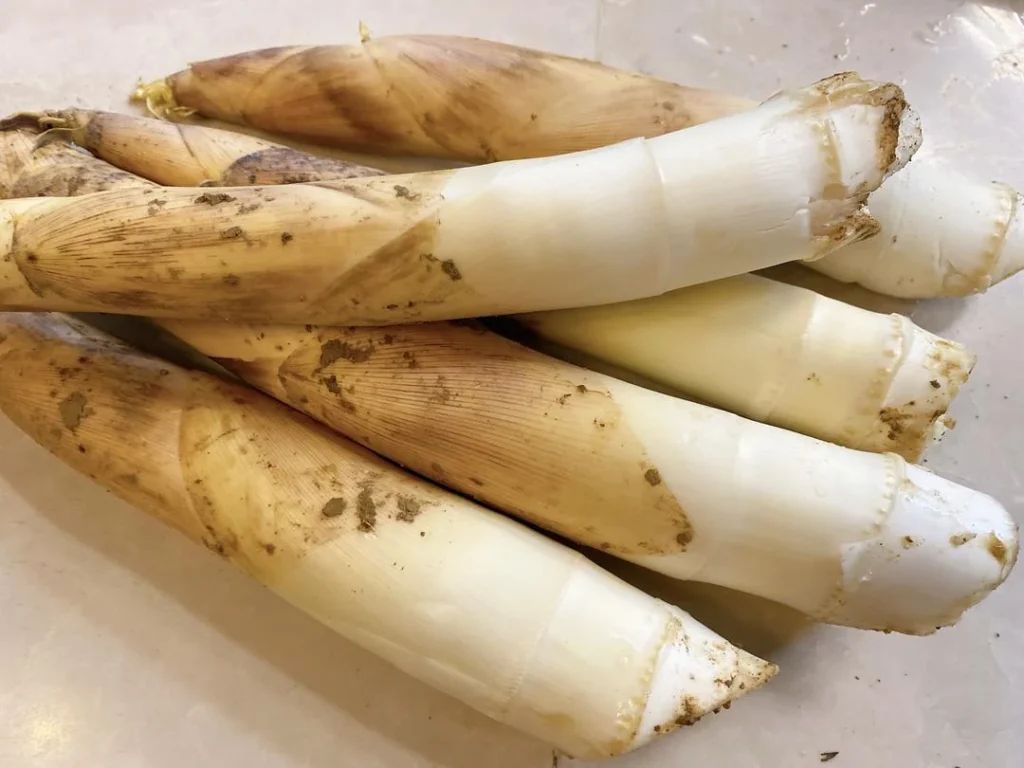 Spring Bamboo Shoots: Storage and Cooking Guide