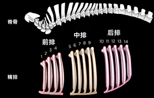 Pork Cuts Guide: Understanding Different Cuts and Best Cooking Methods
