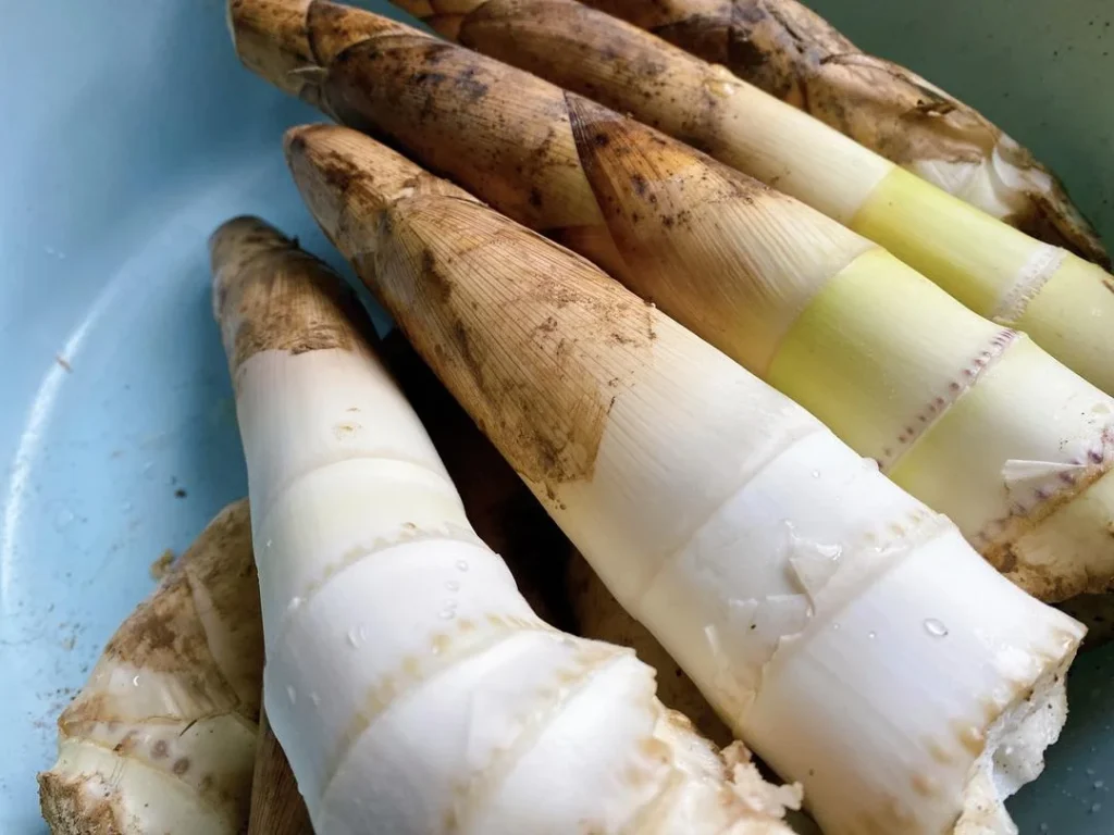 Spring Bamboo Shoots: Storage and Cooking Guide