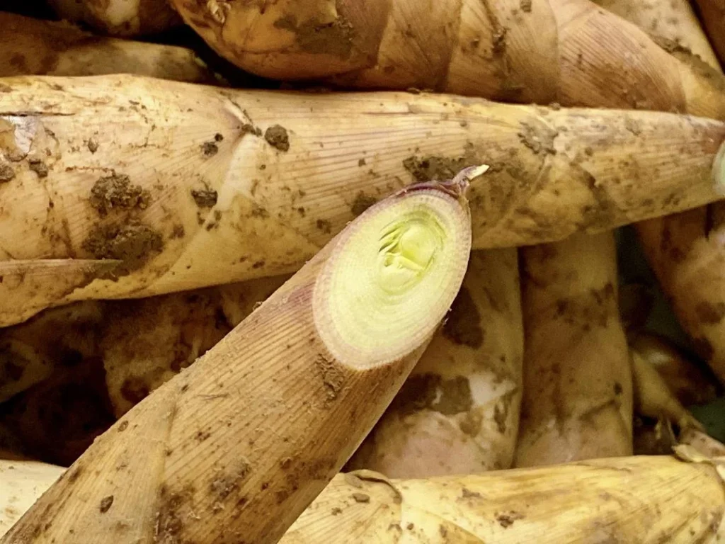 Spring Bamboo Shoots: Storage and Cooking Guide