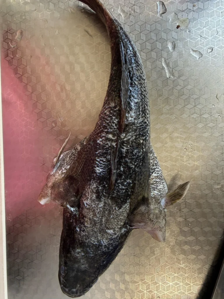Marble Goby in Golden Broth with Perilla
