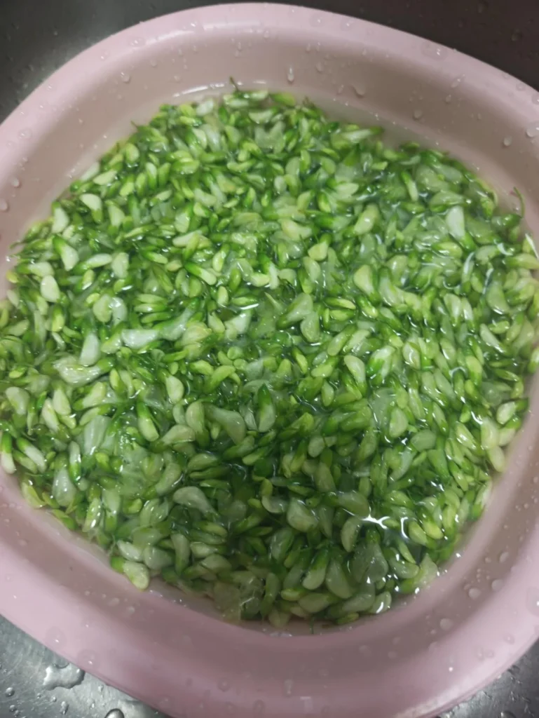 Locust Flower, Pork and Shrimp Dumplings