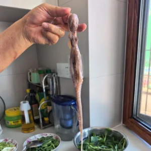 Stir-fried Octopus with Garlic Scapes