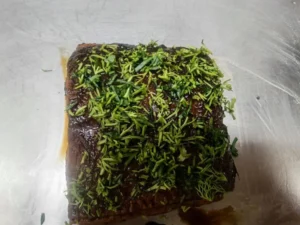 Salmon en Croûte